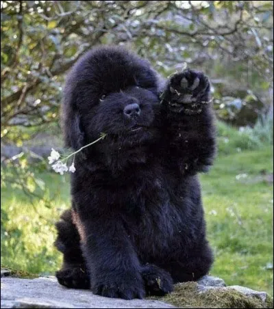 Quelle est la race de ce chien ?