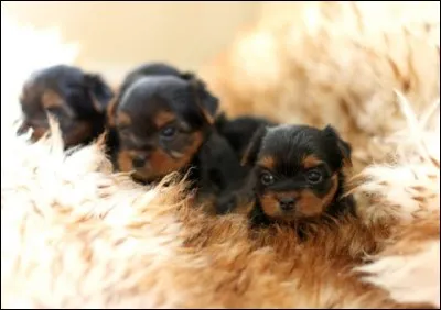 Quelle est la race de ce chien ?