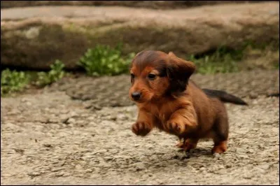 Quelle est la race de ce chien ?