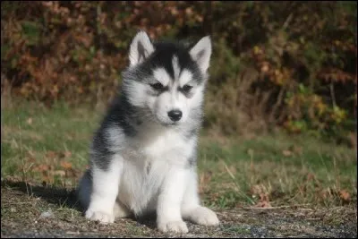 Quelle est la race de ce chien ?