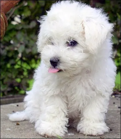 Quelle est la race de ce chien ?