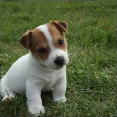 Quelle est la race de ce chien ?