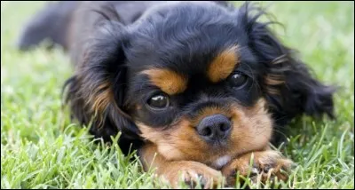 Quelle est la race de ce chien ?