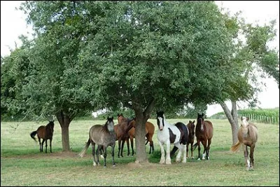 Ce cheval ... très gourmand. Les ... ne sont pourtant pas moins...