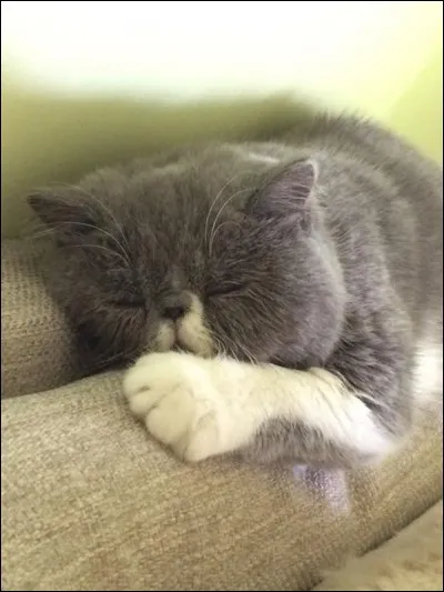 Comment s'appelle son chat ?