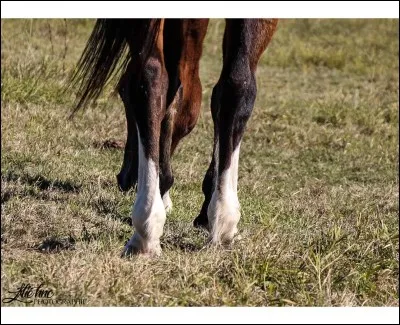 Comment s'appelle les taches blanches qu'a le poney sur les jambes ?