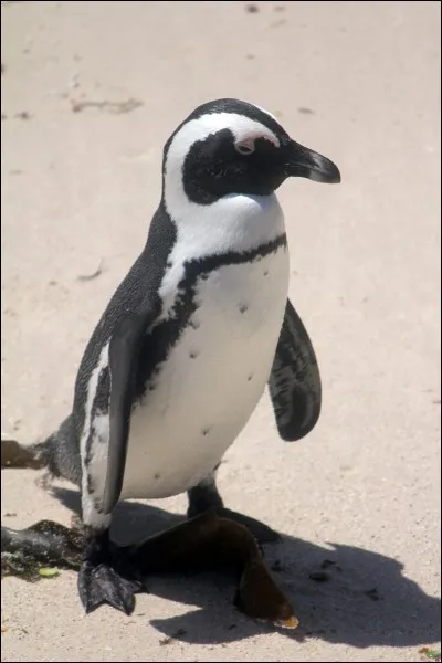 À qui appartenait l'épée vendue 526 750 euros aux enchères le 5/10/2005 ?