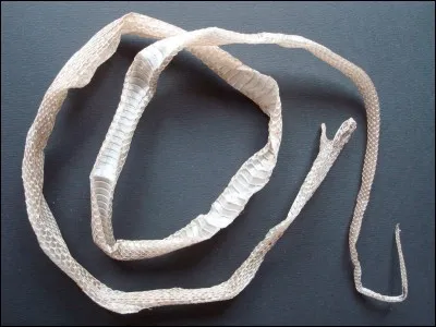 Qu'a découvert James Churchward dans les archives d'un couvent tibétain ?