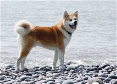 De quel pays asiatique l'akita (en photo) est-il originaire ?