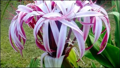 Synonyme de "aspirer par les narines" !