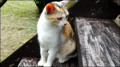 Les Aristochats : tout le monde veut devenir un ... !