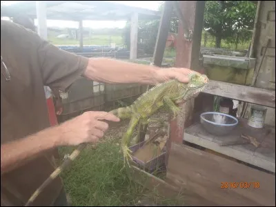 Trouvez l'adjectif mystère, en fonction de l'âge de l'animal !