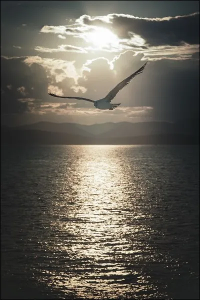 Qui a écrit "L'Invitation, au voyage" ?