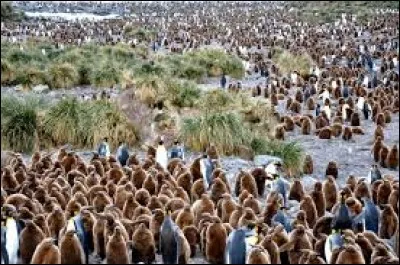 Ce terme désigne généralement une colonie d'oiseaux située dans les régions polaires de l'Arctique et l'Antarctique.