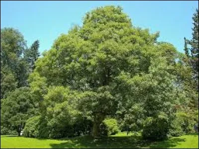 Comment orthographie-t-on le nom de cet arbre ?