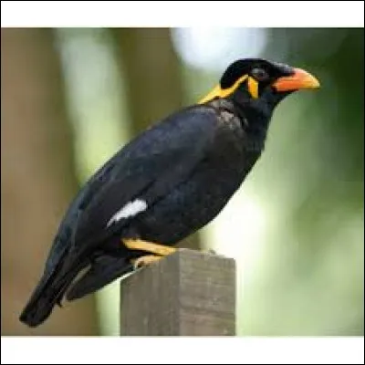 Quel est le nom de cet oiseau ?