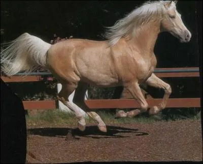 Quelle est cette allure ?