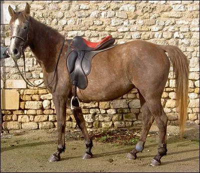 Quel cheval a trois couleurs ?