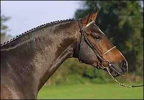 Comment s'appelle son cou ?