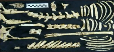 Un fossile de cerf a été mis au jour en Argentine, le 7 janvier 2019. À quel genre appartient-il ?