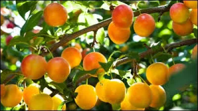 Lequel de ces arbres fruitiers n'existe pas ?