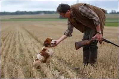 Lequel de ces chiens n'est pas utilisé pour la chasse ?