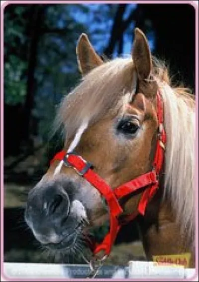 Quel est le nom du poney qui fugue avec des cavaliers sur le dos ?