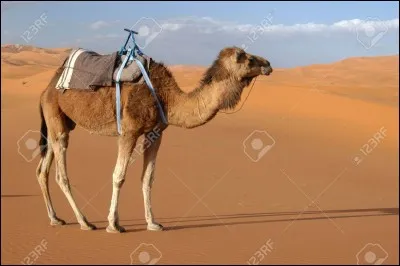 On ne peut pas dire que cette chanson ait fait un carton, mais malgré tout, vous connaissez peut-être les auteurs de "Bébert le Dromadaire" !