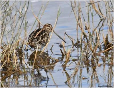 Bon, là on grimpe de niveau, même si "Bécassine" n'est pas son plus grand succès !