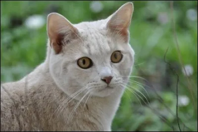 Ton apprenti est dissipé ce matin. Que lui dis-tu ?