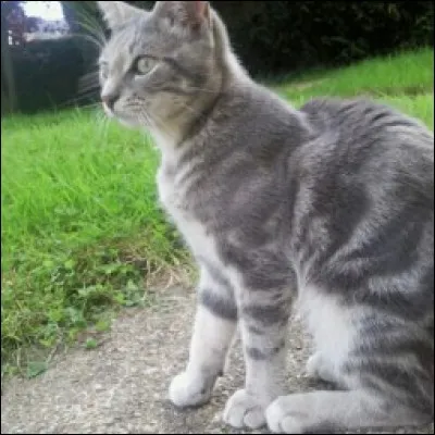 Ta qualité idéale est :