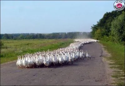 Qu'est-ce que c'est ?