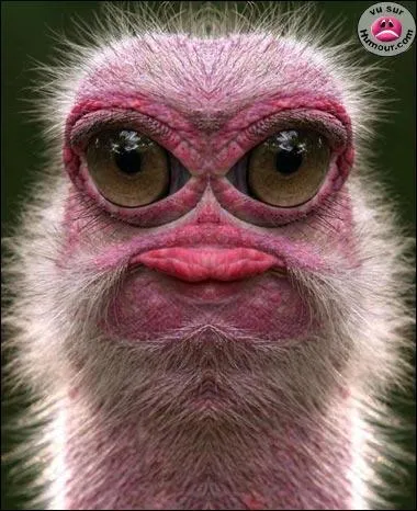 Quel est cet animal  ?