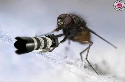 Qu'est-ce que c'est ?