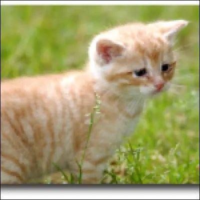 Tu manques de tomber dans le lac quand un chat te rattrape de justesse. Tu :