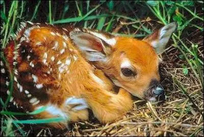 Quel est le petit de la biche ?