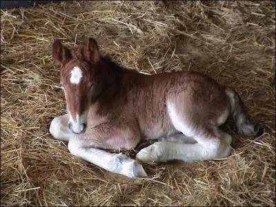 Quel est le petit de la jument ?