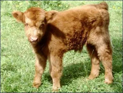 Quel est le petit de la vache ?
