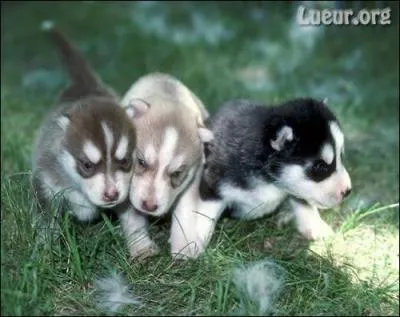 Quel est le petit de la chienne ?
