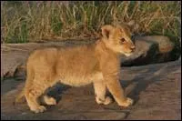 Quel est le petit du lion ?