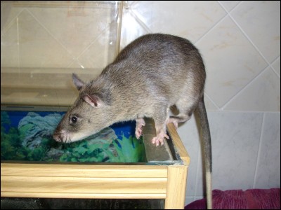 Lesquelles parmi ces espèces sont assimilées à l'appellation de "rat géant" ?