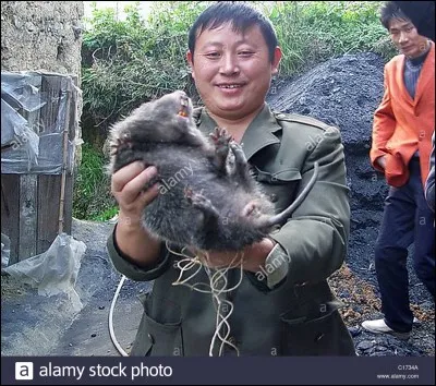 La viande de rat géant est très prisée dans une région du monde. Laquelle ?