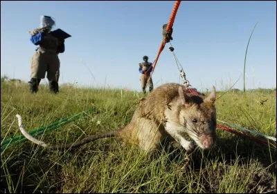 APOPO, une ONG belge entraîne des rats géants dans le cadre d'un programme militaire. Dans quel but ?