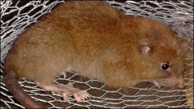 Le rat géant domestique devient de plus en plus à la mode. Comment appelle-t-on cet élevage ?