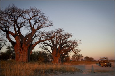 Qu'est le baobab, que l'on retrouve dans une grande partie de l'Afrique de l'Ouest ?