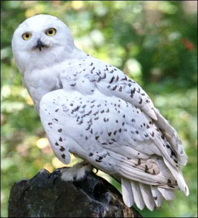 Ma chouette s'appelle Hedwige, et moi c'est...