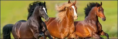 De quelle famille est le cheval ?