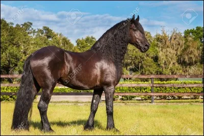 Le pas est une allure à combien de temps ?
