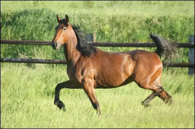 Et le trot est une allure...