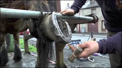 Comment appelle-t-on la personne qui met les fers aux chevaux ?